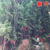 Plántulas de Bambú, Plantas de Bambú de Patio, Plantación Exterior Perenne, Bambú Púrpura Feng Shui para Balcón, Bambú Luohan en Maceta para Interior