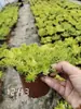Mudas de Grama Fo-Jia, Grama Neve Fina, Plantas Suculentas, Gramado de Telhado, Grama Dourada, Pátio, Resistente ao Frio, Resistente ao Calor, Sempre-verde