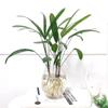 Bambu Marrom Jinshan em Vaso Planta Verde Hidropônica Folha Pequena Bambu Arroz Interno Sala de Estar Casa Grande que Traz Fortuna Bambu Rico Bambu d'Água