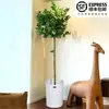 Planta de Limonero en Maceta con Fruta Comestible Planta Verde Alta para Sala de Estar Planta Grande Interior Balcón Perenne Todo el Año