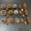 Fruta Fixa Natural Planta Fruta Casca Espécime Material Decoração Flores Secas Fatias Jardim de Infância DIY Pacote de Material de Natal
