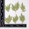 Flores Secas Prensadas em Relevo de Leonurus Espécimes de Plantas Folhas Adesivos Pintados à Mão Materiais para Marcador de Página DIY de Resina