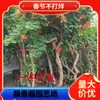 Plántulas de Flor Lingxiao, Plántulas Grandes, Enredaderas Trepadoras en Maceta, Plantas Resistentes al Frío, Florales Trepadores para Patio Balcón Azotea, Plántulas de Flor Wisteria, Lingxiao