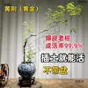Bonsái Estilo Zen con Tocón Viejo Huangjing para Decoración de Dormitorio Interior, No Incluye Maceta