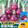 Semillas de Cebolla Morada Perla Roja de Huazhou, Semillas de Bulbos de Cebolla de Piel Roja, Semillas de Verduras para Jardín Casero