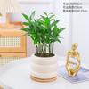 Planta de Bonsái Plantas de Interior Árbol del Dinero Flores de Escritorio Bambú Ciprés Fácil Cuidado Bonsái Pequeño Helecho Espárrago