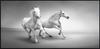 Arte Animal Caballo Oscuro Caballo Blanco Pintura en Lienzo Mural Póster Arte de Pared Dormitorio Sala de Estar Pintura Decorativa Moderna