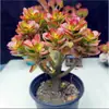 Planta de Jade Joven en Maceta con Tocón Viejo, Suculenta Perenne para Uso en Interiores y Exteriores, Fácil de Cuidar en Todas las Estaciones