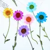 Flores Secas com Galhos, Crisântemos e Margaridas Prensados, Kit de Material para Abajur de Mesa com Flores Prensadas, Marcador de Página de Flores Naturais, Espécime de Planta em Resina