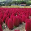 Sementes de Centáurea Perene no Atacado de Várias Regiões, Sementes de Dianthus Multicolores, Flores Medicinais, Flores de Trigo Gigantes, Sementes para Jardinagem