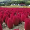 180 Variedades de Sementes de Flores Não Repetitivas, Fáceis de Cultivar em Todas as Estações, Podem Afastar Mosquitos, Adequadas para Varandas Internas e Externas, Distribuição Transfronteiriça