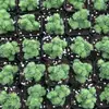 Planta Suculenta de Pino en Forma de Bola Combinada en Maceta Planta Verde Flor para Oficina y Balcón, Suculenta Linda que Absorbe Radiación
