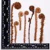 Hojas de Helecho Hojas Reales DIY Planta Espécimen en Relieve Marco de Fotos Pegamento Funda de Teléfono Vela de Aromaterapia Material Venta al por Mayor