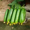 Sementes de Pepino Fruta Holandês Sementes de Pepino Pequeno Sem Espinhos O Ano Todo Vasos de Varanda Sementes de Vegetais de Jardim