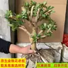Mudas de Bonsai de Madressilva, Plantas em Vasos, Flores Resistentes ao Frio, Trepadeiras, Florescem em Todas as Estações, Comestíveis e Medicinais