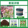 Tulipanes Hidropónicos al por Mayor 5 Grados Bulbos Grandes Resistentes al Frío para Invierno Interior/Exterior Fáciles de Cultivar para Principiantes Flores en Maceta Plantas