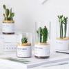 Jarrón de Vidrio Transparente Estilo Nórdico Ins Simple, Contenedor Hidropónico para Suculentas, Maceta Cilíndrica Recta, Botella de Jardinería para Cactus