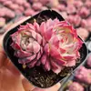 Base de planta suculenta autoproducida y autovendida al por mayor suculentas pequeñas combinación de flores plantas en maceta plantas carnosas Lithops Haworthia