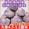 Redução de Preço para Alho Fresco com Cascas Roxas e Vermelhas, Alho Seco no Atacado, Cabeças de Alho de Jinxiangzi, Da Shandong