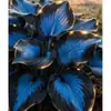 Suministro Transfronterizo Semillas de Flor de Hosta de Hoja de Color, Semillas de Flor de Hosta, Semillas de Flor en Maceta, Semillas de Flor de Grulla Blanca, Semillas de Flor de Hosta