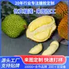 Brinquedos de Frutas de Vinil Realistas de Durian Transfronteiriços, Modelos de Frutas Falsas, Adereços de Fotografia, Artesanato de Frutas Realistas, Itens Decorativos