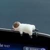 Adornos para coche, lindo gato acostado en la pantalla, muñeco, decoración para exhibición de coche, simulación de gato, pequeños adornos, nuevo
