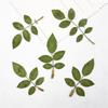 Hoja de Rosa Hoja Real Hoja Real Flor Real Hoja Adhesivo Hoja Real Espécimen de Planta Flor Seca Estuche para Teléfono en Relieve