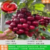 Mudas de Cerejeira de Peça Única para Dropshipping para Plantio no Sul e Norte, Árvores Frutíferas de Pote para Pátio, Mudas de Cerejeira Grandes Anãs com Terra
