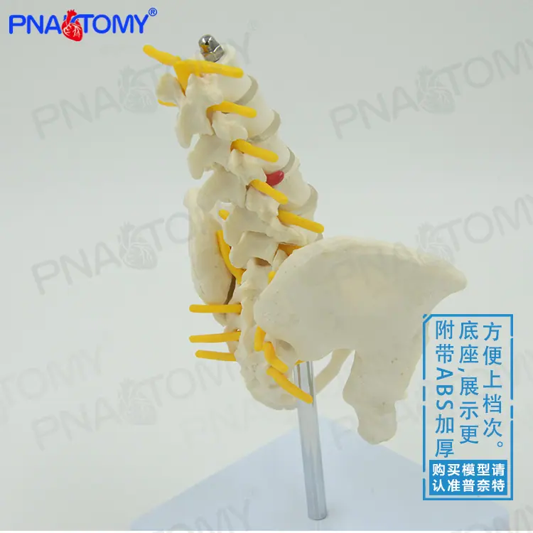 小型五节腰椎带骨盆股骨02