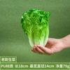 Verduras falsas juguetes de educación temprana para niños hojas de lechuga hojas grandes accesorios de decoración de restaurante modelo de frutas y verduras lechuga de simulación