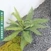 Nueva Planta Artificial Verde Hojas Artificiales Césped Remando Interior Ajuste Suave Paisaje de Plantas Verdes Paisajismo Hoja de Osmunda