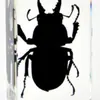 Amazon Espécime de Inseto Real Transfronteiriço Resina Transparente Aranha Borboleta Tartaruga Escorpião Ornamentos de Ciência Feitos à Mão