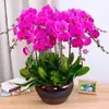 Las plántulas de orquídea Phalaenopsis son fáciles de cultivar en todas las estaciones, plantas verdes de interior, balcón, oficina en maceta, flores, fáciles de mantener vivas