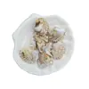 Colgante de Concha de Dos Colores de 26*30 mm para Pulsera DIY, Cadena de Teléfono, Adorno para Colgar en el Coche, Accesorios con Cuentas al por Mayor para Celebridades de Internet
