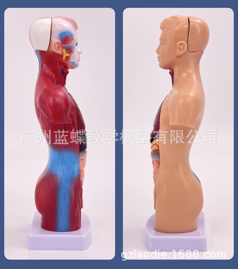 26cm躯干_10