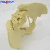 Instrumentos Quirúrgicos Ortopédicos de Trauma Sierra de Demostración de Implantes Hueso Artificial Pelvis Humana Cadera Modelo Óseo Esquelético Placa de Clavo Hueso