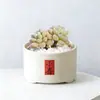 Conjunto fofo de plantas de interior para mesa para jardim de infância, fácil de cultivar e cuidar, pequenas plantas em vasos