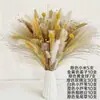 Pequeña Cola de Conejo de Caña Hierba Flor Inmortal Ramo DIY Producto Terminado Decoración Flor Real Adornos de Instagram Hierba de la Pampa Flores Secas Transfronterizo