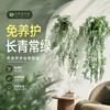 Venta Caliente Transfronteriza Plantas Verdes de Simulación Nandina Persa en Maceta Juego de 2 Piezas Decoración del Hogar Planta de Simulación Bonsái