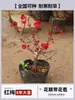 Mudas de Jasmim-da-Neve Ameixeiras em Vasos Bonsai de Tronco Velho com Florais Plantas Resistentes ao Frio Florais Sala de Estar Interna Varanda Florescendo em Todas as Estações