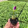 Rosa de pétalos dobles, planta del desierto, planta en maceta, planta de floración de cuatro estaciones, tolerante a la sequía, adecuada para patio, interior, balcón, bonsái, fácil de cuidar y florece