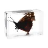 Artesanías de especímenes, insectos reales, escarabajo ciervo, escorpión, escarabajo, araña, regalos de enseñanza de ciencias biológicas, adornos de resina