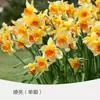 Bulbos de Flor de Narciso, Plantas de Interior Resistentes al Invierno Cultivadas en Agua en Maceta, Narcisos de Pétalos Dobles Que Florecen al Exponerse al Agua