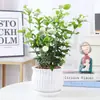 Planta de Semillero de Jazmín Cabeza de Tigre en Maceta Sala de Estar Doble Pétalo Espécimen Antiguo Fragancia Fuerte Gardenia Jiulixiang Planta Fácil de Cultivar en Cuatro Estaciones Planta Verde