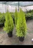 Canteiros de Flores, Plantas Verdes e Arranjos de Plantas para Paisagismo de Pátio, Design de Jardim com Plantas Resistentes, Reforma de Quintal e Varanda de Villa