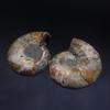 Fósseis Naturais de Conchas de Madagascar Caracol Crisântemo Caracol Fengshui Caracol Yuhua Fósseis de Caracol Atacado