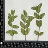 Hojas de eucalipto con ramas flores secas al por mayor hojas reales especímenes de plantas hecho a mano material diy vela de aromaterapia seco gofrado