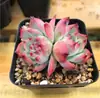 Base de planta suculenta autoproducida y autovendida al por mayor suculentas pequeñas combinación de flores plantas en maceta plantas carnosas Lithops Haworthia