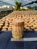 Tronco de Árvore da Sorte Cultivado em Água de Quatro Estações Transfronteiriço com Brotos, Planta Verde Decorativa para Sala de Estar Groot, Planta Pequena em Vaso de Madeira Brasileira para Mesa