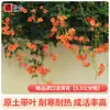 Plántulas de Flor Lingxiao Resistentes al Frío, Enredaderas Trepadoras, Florales de Floración Cuatro Estaciones, Plántulas Grandes, Plantas Verdes, Plantas en Maceta, Florales de Petardos para Patio Balcón, Glicina